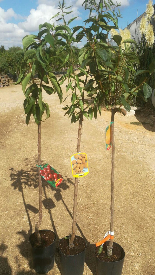 PIANTA DA FRUTTO SUSINO BURMOSA in vaso anni due ( foto reale)