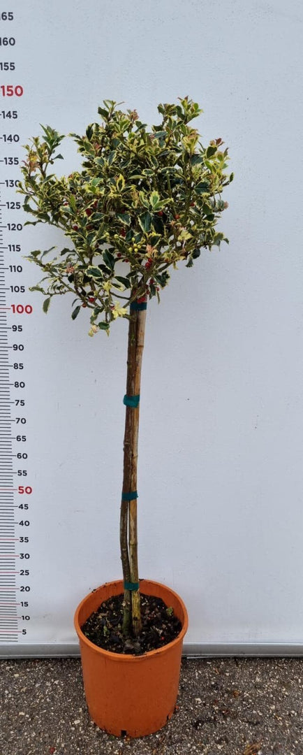 PIANTA DI ILEX AQUIFOLIUM VARIEGATUM IN VASO CLT 15  (foto reali) AGRIFOGLIO