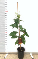 Carica immagine nel visualizzatore Galleria, PIANTA DI CASTAGNO MARRONE DI MARRADI alt. 60/80 cm innestata (foto reali)