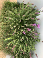 Carica immagine nel visualizzatore Galleria, PIANTA DI LAVANDA ANGUSTIFOGLIA IN VASO 14 CM   profumatissima