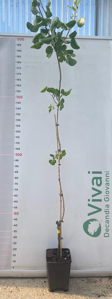 3 Piante di Pistacchio NAPOLETANA (2 Femmina + 1 Maschio) Innesto 4 Anni