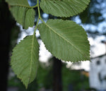 Carica immagine nel visualizzatore Galleria, PIANTA DI ULMUS MINOR IN VASO 18 CM (foto reale) OLMO CAMPESTRE