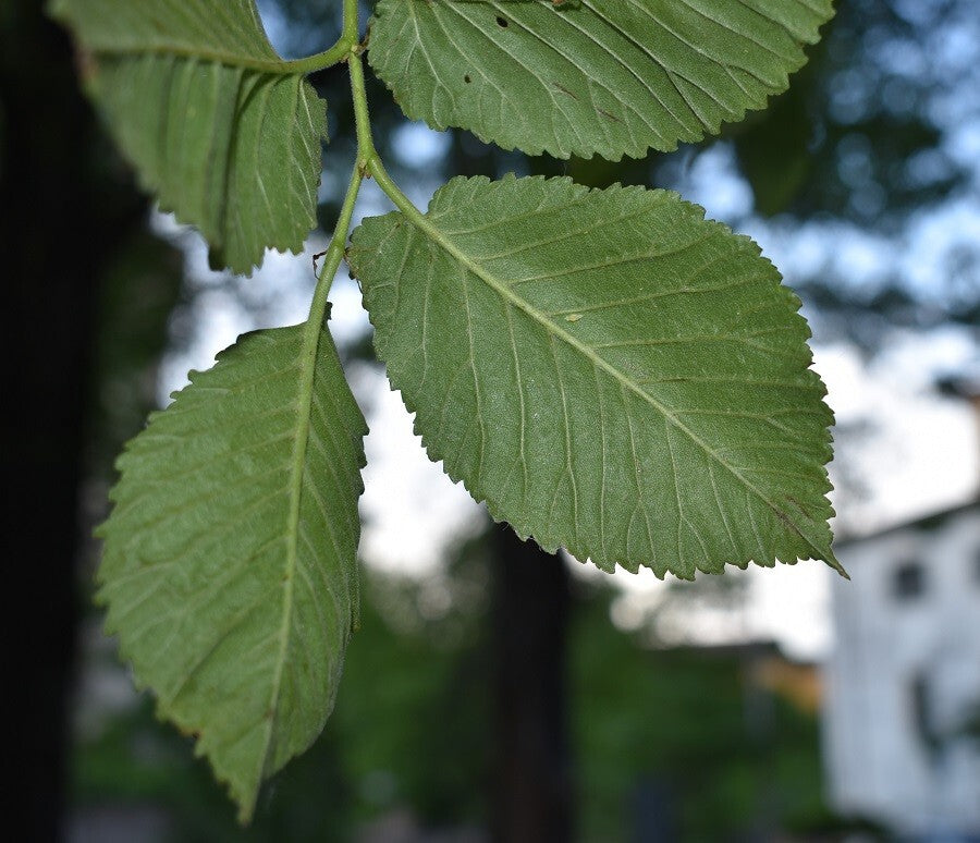 PIANTA DI ULMUS MINOR IN VASO 18 CM (foto reale) OLMO CAMPESTRE