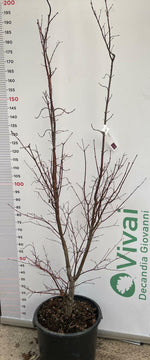 Carica immagine nel visualizzatore Galleria, PIANTA DI ACER PALMATUM "ACERO ROSSO" VASO 35 CM ALTEZZA 170/180 CM (FOTO REALI)