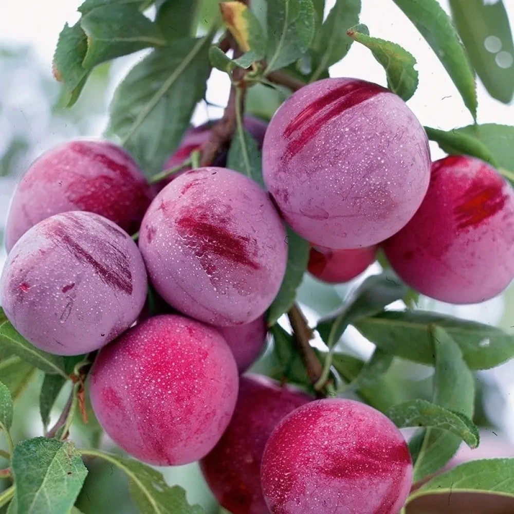 PIANTA DA FRUTTO SUSINO ROSSA D'AUTUNNO in vaso 20 età 2/3 anni (foto reali)