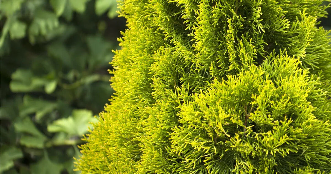 PIANTA DI THUJA PYRAMIDALIS AUREA VASO CLT 25 H.125/150 CM (foto reale) PIRAMIDE