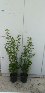 Carica immagine nel visualizzatore Galleria, PIANTA DI LIGUSTRUM JAPONICUM VASO CM 18 ALTEZZA 60/70 CM (foto reali)LIGUSTRO