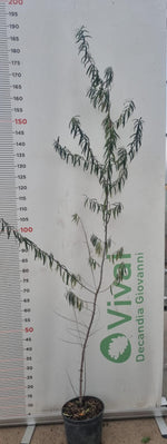 Carica immagine nel visualizzatore Galleria, PIANTA DI OLIVELLO SPINOSO VASO 18  altezza 180cm - HIPPOPHAE RHAMNOIDES