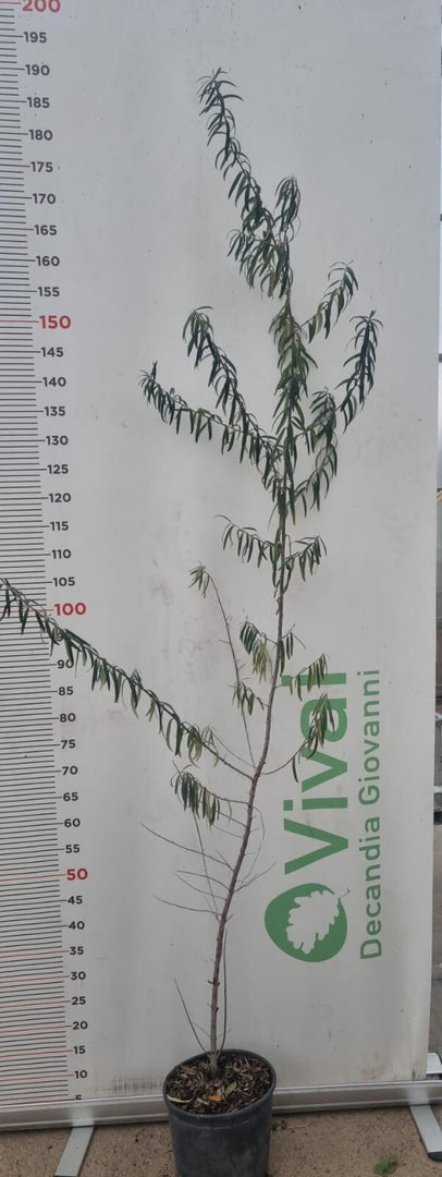 PIANTA DI OLIVELLO SPINOSO VASO 18  altezza 180cm - HIPPOPHAE RHAMNOIDES