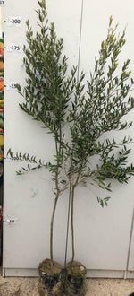 Carica immagine nel visualizzatore Galleria, PIANTA DI ULIVO ARBEQUINA ALTEZZA 110/120 CM  (foto reali)
