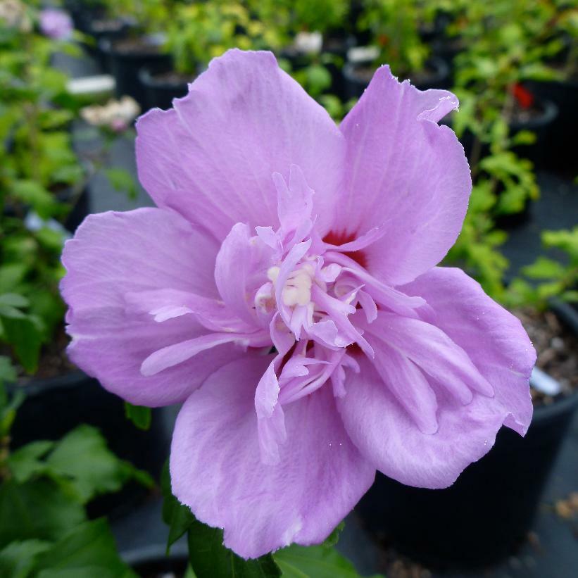 PIANTA DI HIBISCUS SYRIACUS VASO 16 ALTEZZA 30/40 cm COLORI MIX