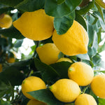Carica immagine nel visualizzatore Galleria, PIANTA DI LIMONE 4 STAGIONI/LUNARIO/RIFIORENTE in fitocella età 2/3 anni