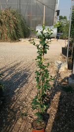 Carica immagine nel visualizzatore Galleria, N.10 PIANTE RINCOSPERMUM JASMINOIDES GELSOMINO ALT. 120 cm (foto reali) PROFUMAT
