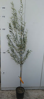 Carica immagine nel visualizzatore Galleria, PIANTA DI ULIVO CIMA DI MOLA in vaso 20/fitocella - età 2/3 anni (foto reali)