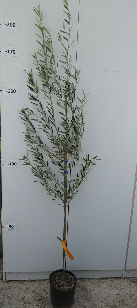 PIANTA DI ULIVO CIMA DI MOLA in vaso 20/fitocella - età 2/3 anni (foto reali)
