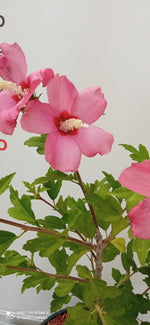 Carica immagine nel visualizzatore Galleria, PIANTA DI HIBISCUS SYRIACUS IN VASO 20 CM VARIETA' MIX