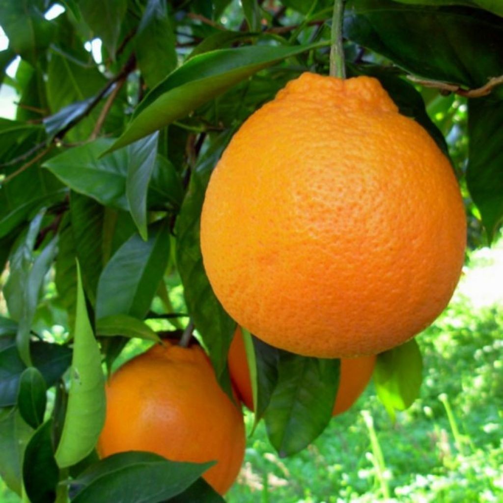 PIANTA DI ARANCIO TAROCCO in fitocella - età 2/3 anni