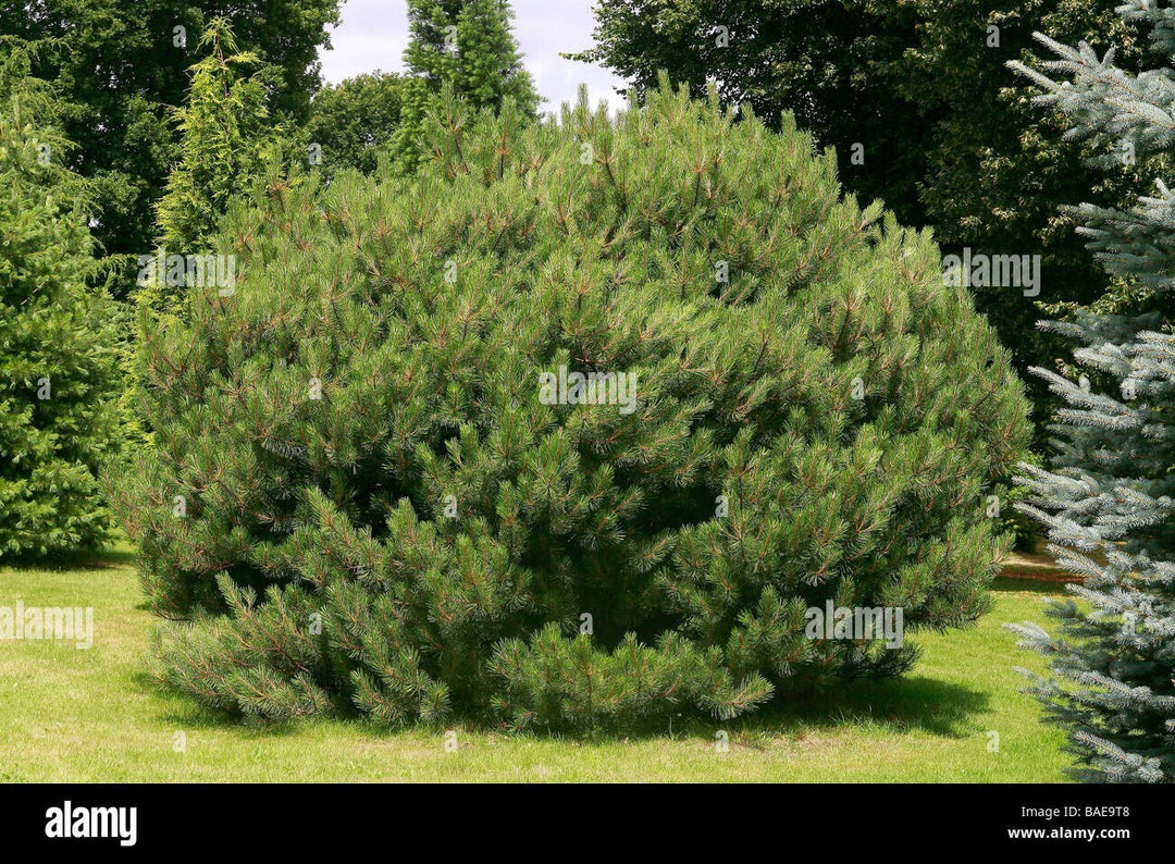PIANTA DI PINUS BREPO IN VASO ALBERELLO 1/4 FUSTO (foto reali) PINO