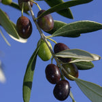 Carica immagine nel visualizzatore Galleria, PIANTA DI ULIVO LECCINO BIOLOGICO certificato in vaso 20/fitocella età 2/3 anni