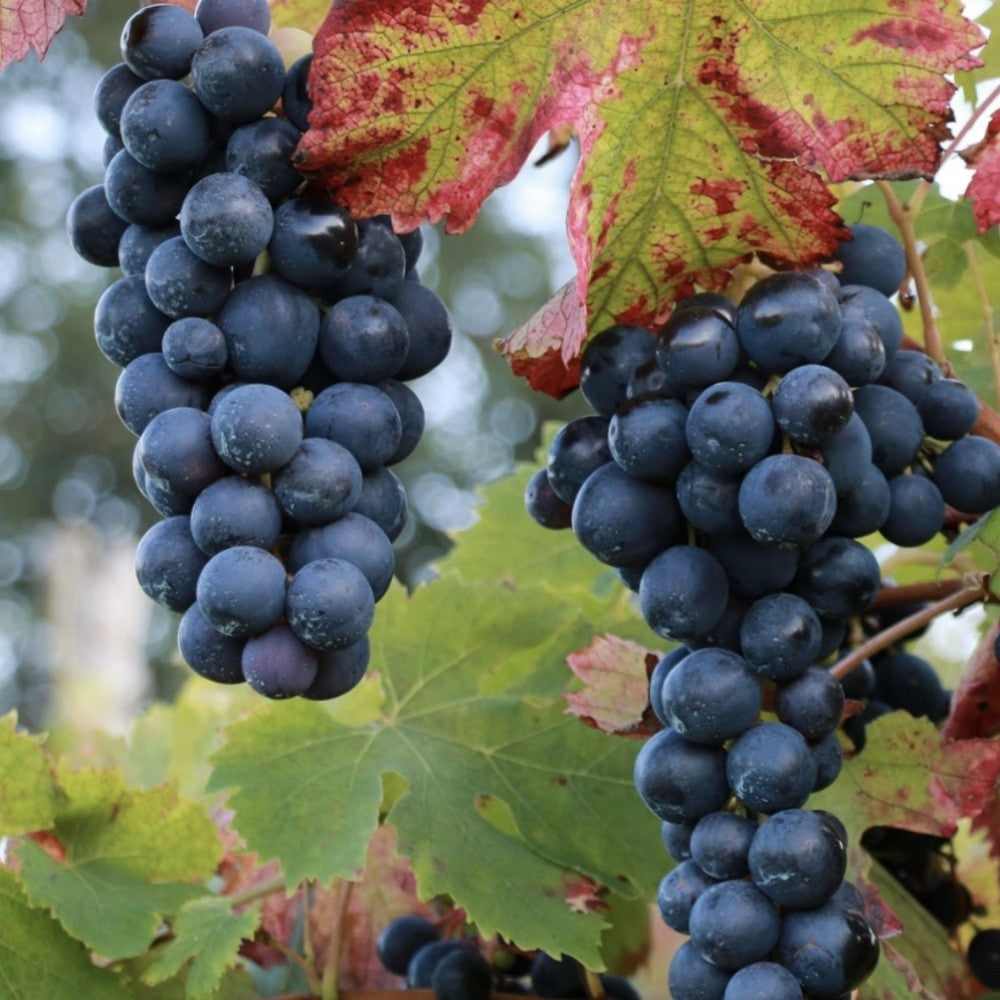 PIANTA DA FRUTTO UVA AGLIANICO NERO in vaso età 2/3 anni (foto reali)