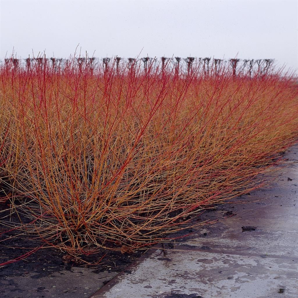 PIANTA DI SANGUINELLA 'CORNUS SANGUINEA' in vaso 18