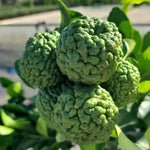 Carica immagine nel visualizzatore Galleria, PIANTA DI COMBAWA O KAFFIR LIME in vaso 24 (foto reali)