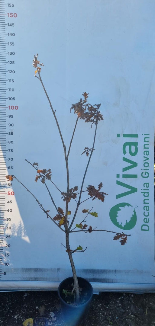 PIANTA DI QUERCUS PETRAEA IN VASO 18 CM (foto reale) ROVERE