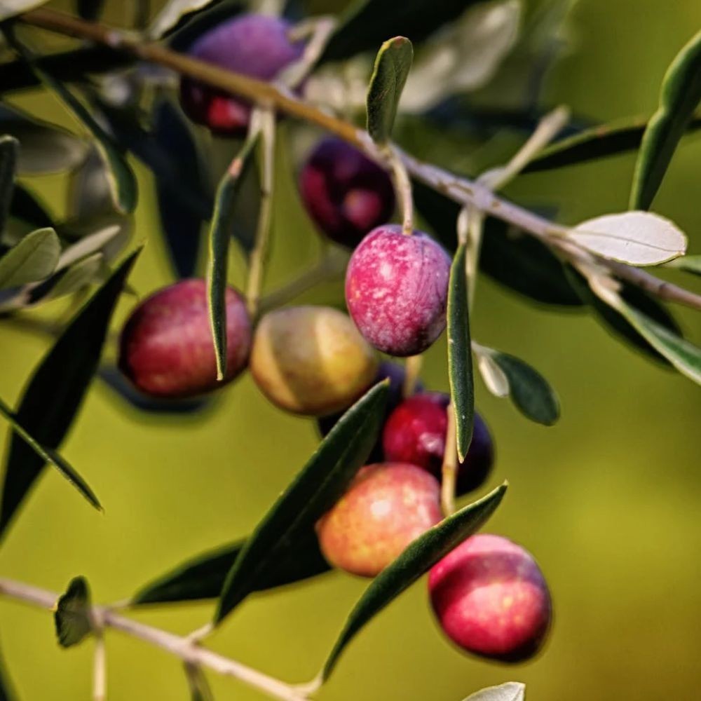 PIANTA DI ULIVO NOCIARA in vaso 24 età 3/4 anni (foto reali)