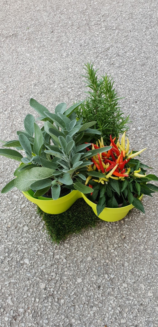 TRIS DI AROMATICHE IN VASO (foto reale)