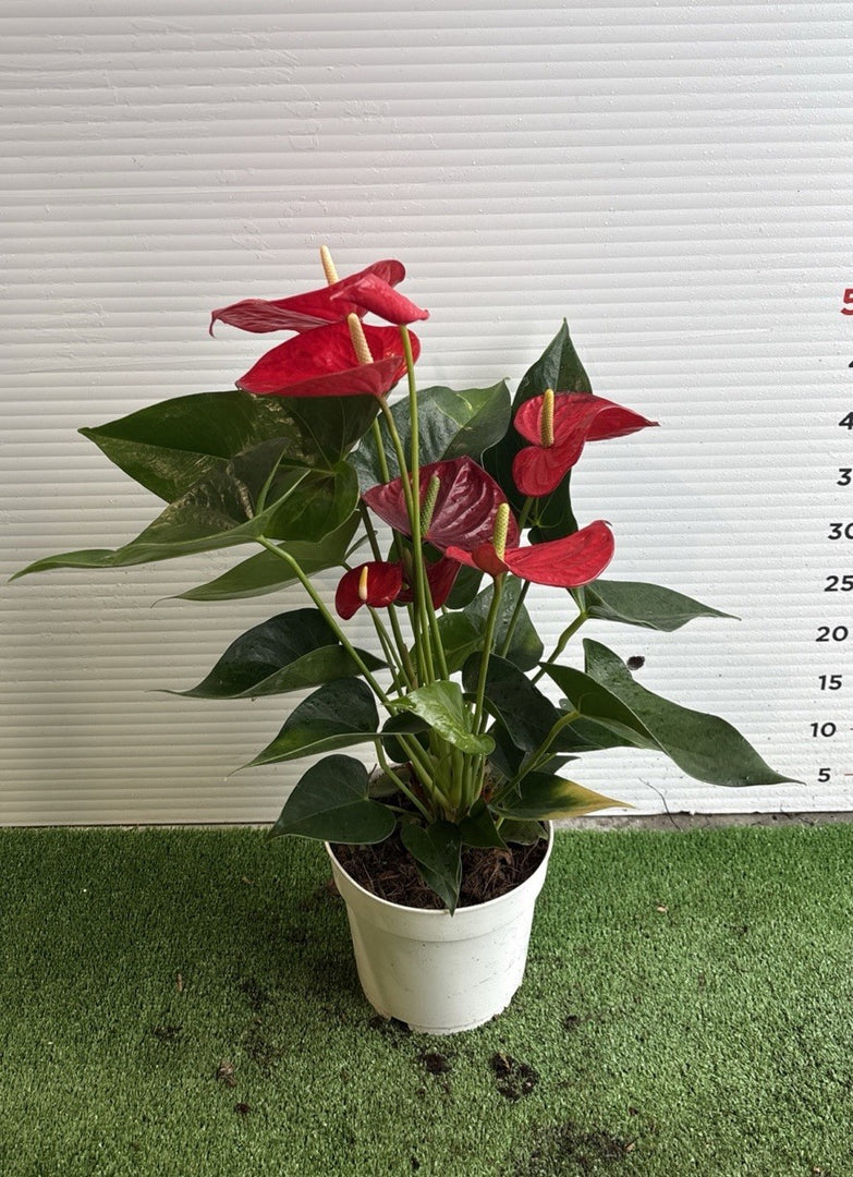 PIANTA DI ANTHURIUM in vaso 18 (foto reali)
