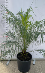 Carica immagine nel visualizzatore Galleria, PIANTA DI PHOENIX ROBELLINA Phoenix "Roebelenii"  VASO 28 CM   (foto reali)