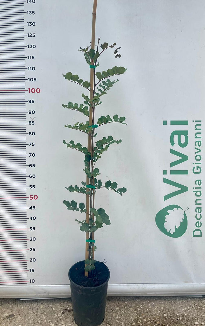 PIANTA DI CARRUBO "Ceratonia siliqua"  IN VASO ALTEZZA 100/110 CM (foto reale)