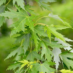 Carica immagine nel visualizzatore Galleria, PIANTA DI ACER ARGENTEO (foto reale) ACERO ARGENTATO IN VASO ALTEZZA 175/180 CM