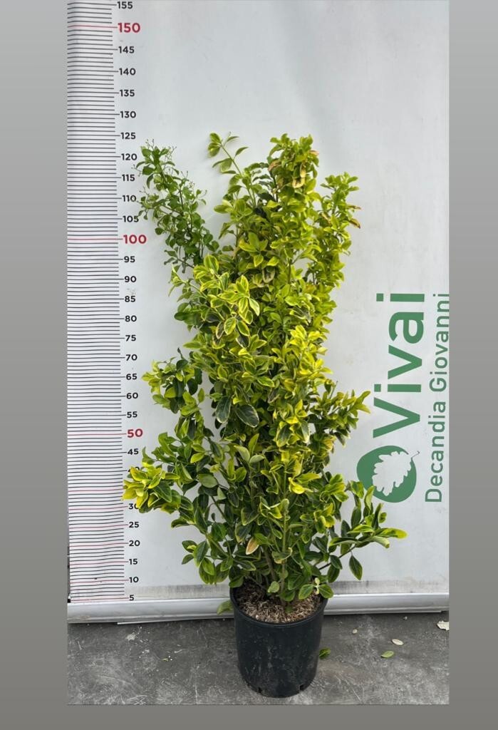 'EVONIMO DEL GIAPPONE' PIANTA DI EUONYMUS JAPONICA IN VASO CM 24 (foto reali)