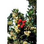 Carica immagine nel visualizzatore Galleria, PIANTA DI CORBEZZOLO ARBUTUS UNEDO IN VASO24 cm (foto reale) ALTEZZA 80 CM