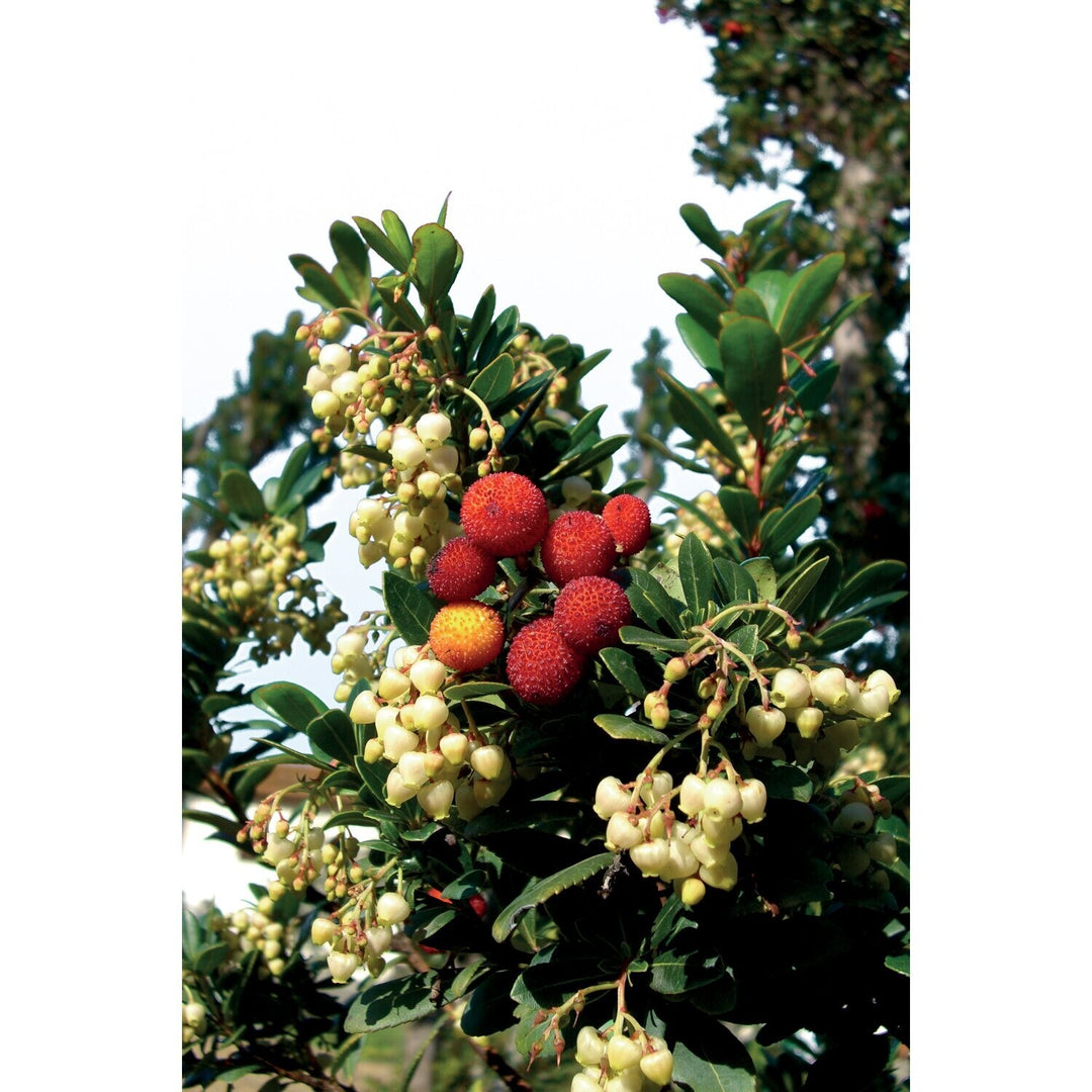 PIANTA DI CORBEZZOLO ARBUTUS UNEDO IN VASO24 cm (foto reale) ALTEZZA 80 CM