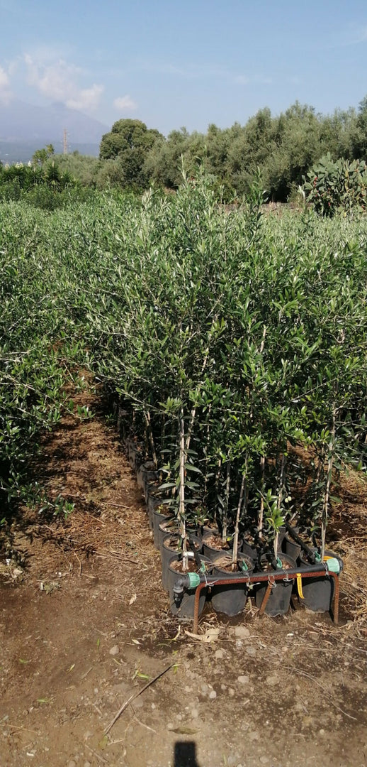 PIANTA DI ULIVO CIMA DI MELFI in vaso 24 - età 3/4 anni (foto reali)