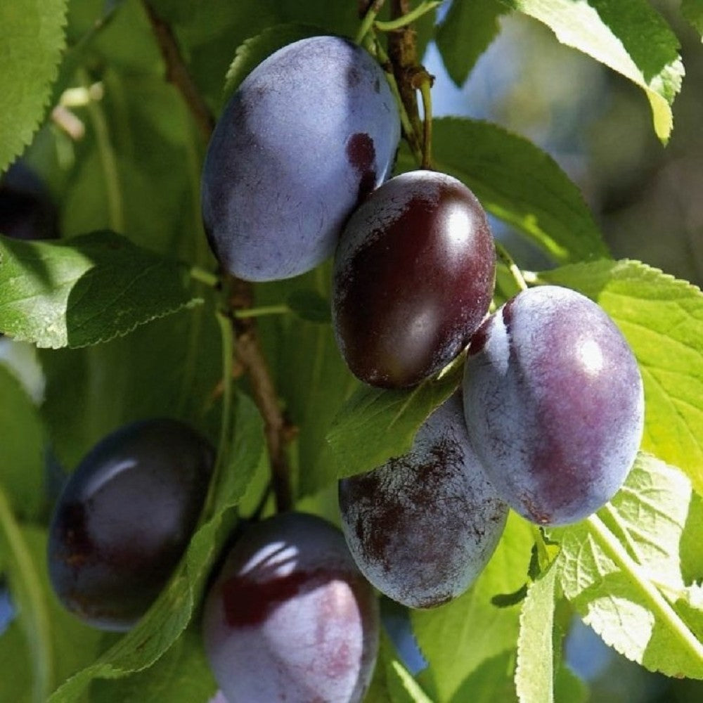 PIANTA DA FRUTTO SUSINO CASALINGA in vaso 20 età 2/3 anni (foto reali)