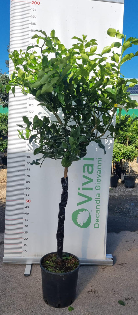 PIANTA DI COMBAWA O KAFFIR LIME in vaso 24 (foto reali)