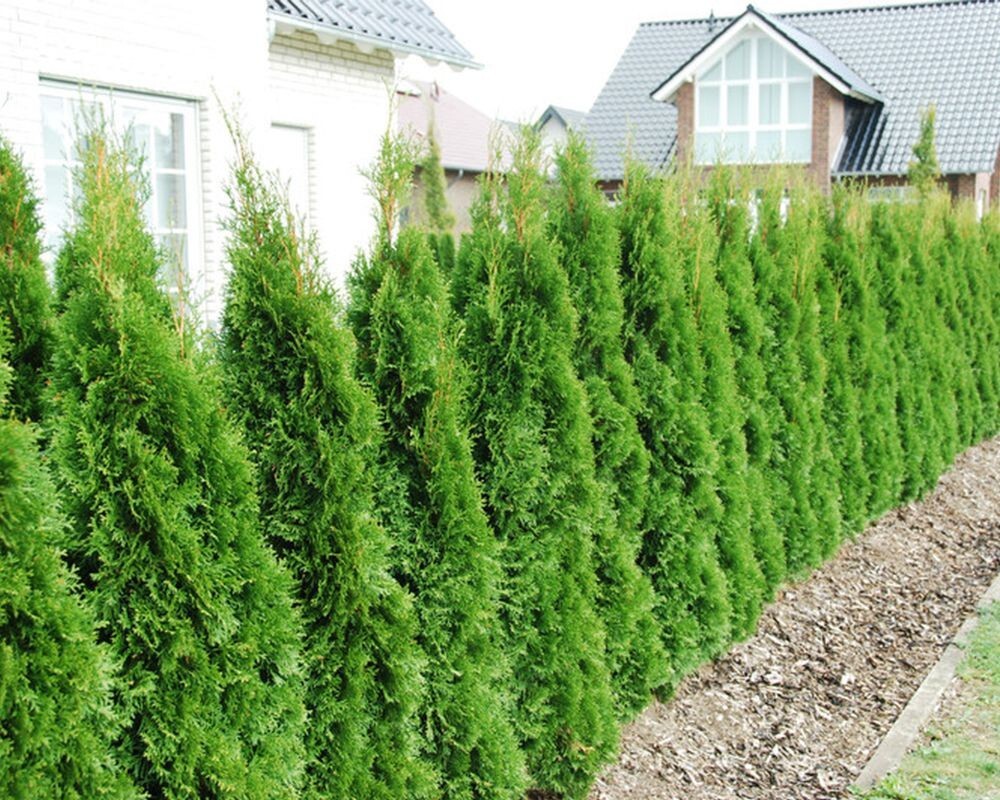 PIANTA DI THUJA PYRAMIDALIS AUREA VASO CLT 25 H.125/150 CM (foto reale) PIRAMIDE