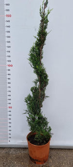 Carica immagine nel visualizzatore Galleria, PIANTA DI CUPRESSOCYPARIS LEYLANDII SPIRALE IN VASO CLT 15 (foto reali) CIPRESSO