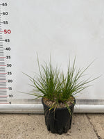 Carica immagine nel visualizzatore Galleria, PENNISETUM 'HAMELN' VASO 15 pianta graminacea erbacea perenne