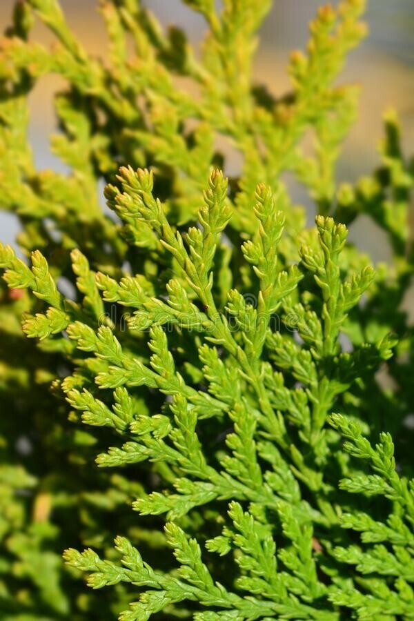 PIANTA DI CUPRESSOCYPARIS LEYLANDII C.W GOLD PALLA VASO  CLT 35 (foto reali)