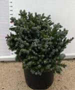 Carica immagine nel visualizzatore Galleria, PIANTA DI PICEA PUNGENS GLOBOSA NANA VASO CLT 30 H. 60/70 CM (foto reale) PINO