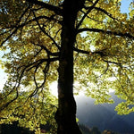 Carica immagine nel visualizzatore Galleria, PIANTA DI ACER PSEUDOPLATANUS IN VASO 18 CM (foto reale) ACERO DI MONTE