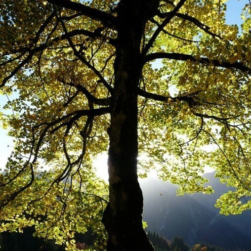 PIANTA DI ACER PSEUDOPLATANUS IN VASO 18 CM (foto reale) ACERO DI MONTE