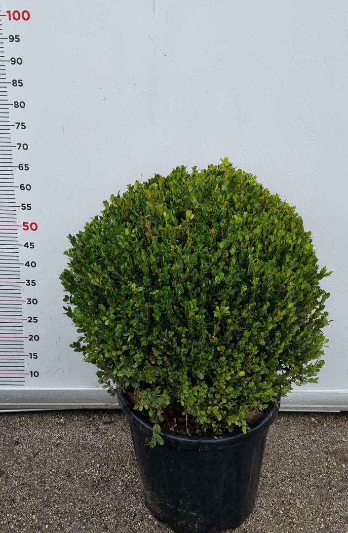 PIANTA DI BUXUS FAULKNER IN VASO CIRC. SFERA 50-60 CM (foto reali) BOSSO A PALLA