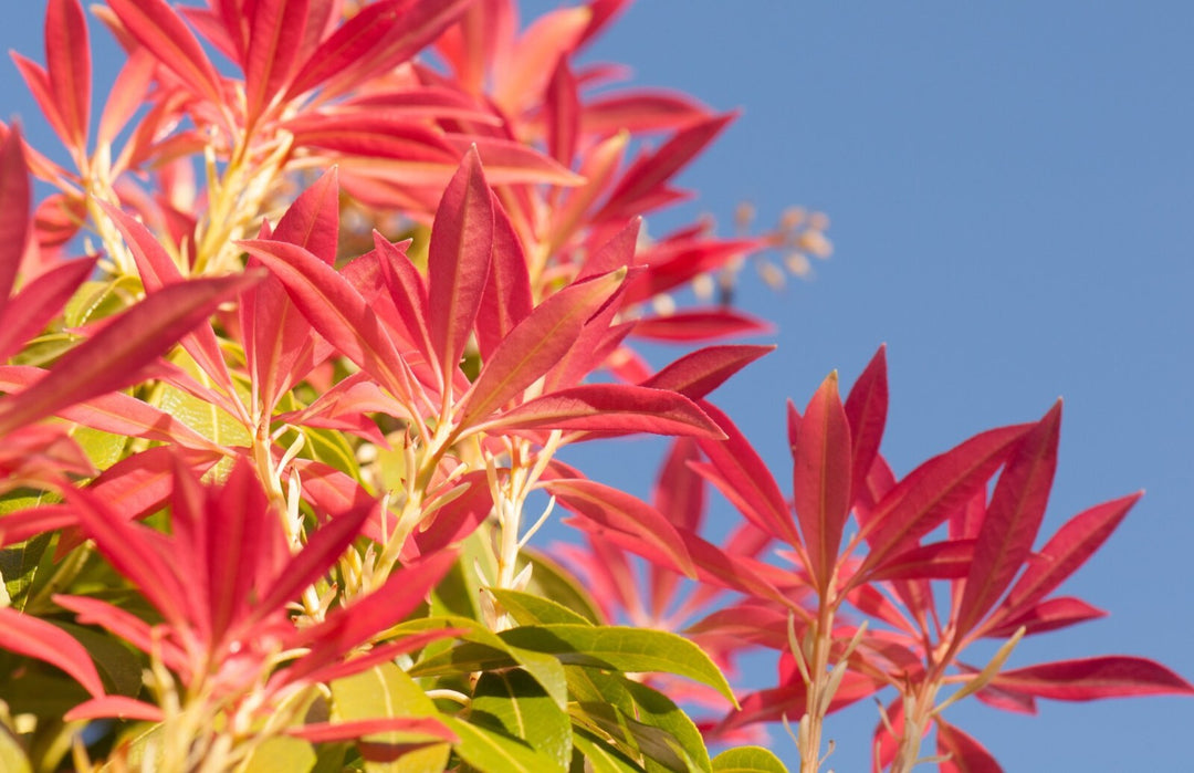 PIANTA DI PIERIS FOREST FLAME VASO CLT 3 ALTEZZA 30/40 CM   (foto reale)