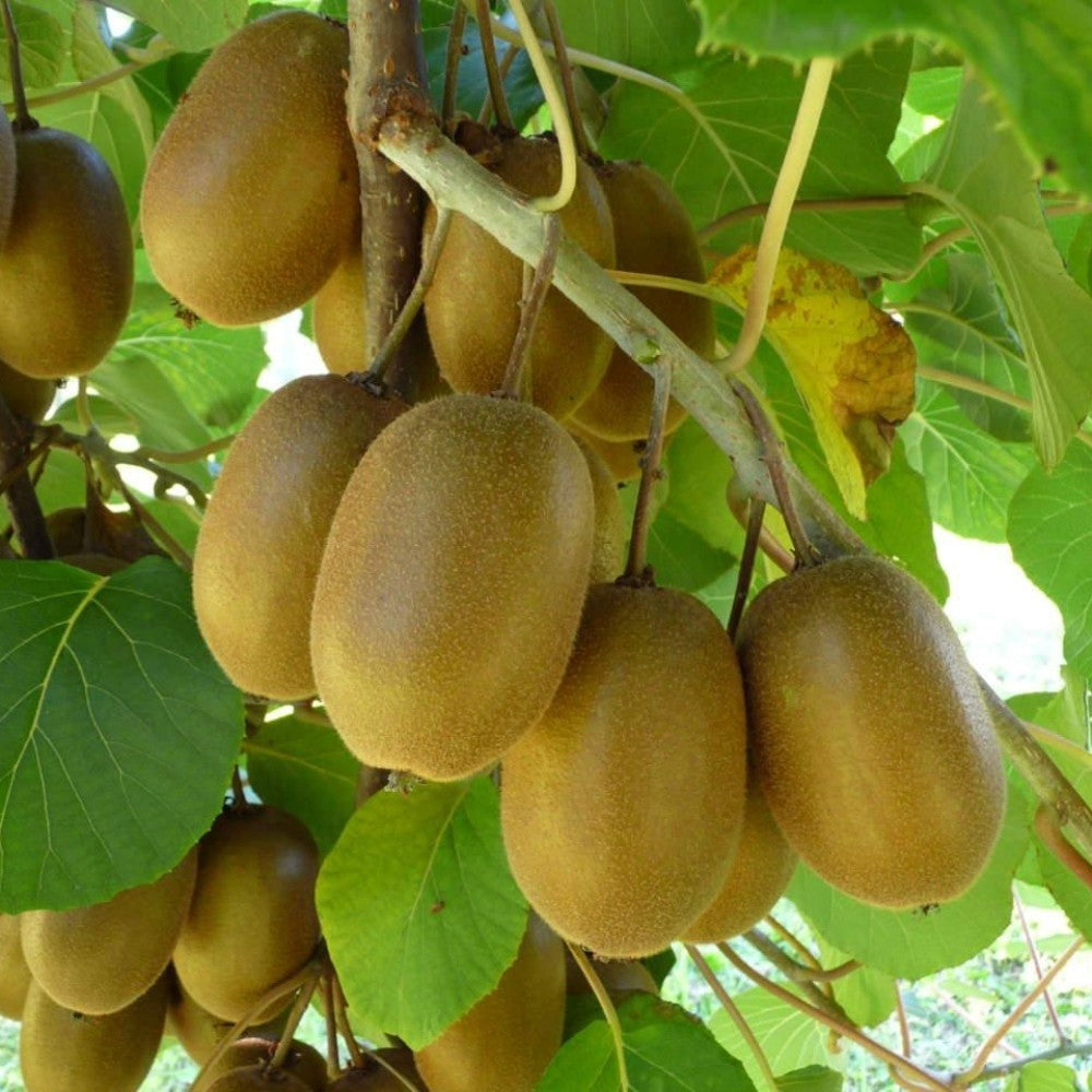 N.3 PIANTE DI KIWI (1 maschio + 2 femmina) in vaso 20 età 2/3 anni