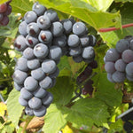 Carica immagine nel visualizzatore Galleria, PIANTA DA FRUTTO UVA MOSCATO NERO in vaso età 2/3 anni (foto reali)